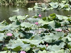 -苏州吴中太湖旅游区