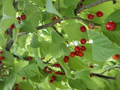 -绵阳盛世樱花悠乐谷