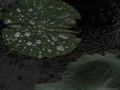 -荔湾湖公园
