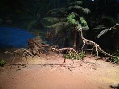 -自贡恐龙博物馆