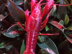 -茅炒屋龙虾·烧烤·湘菜(新河路店)