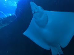 -迪拜水族馆及水下动物园