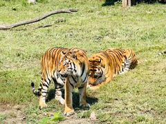 -沈阳森林动物园