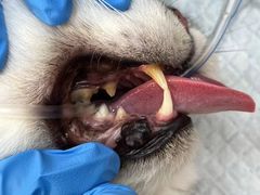 -拜鲁耶动物诊疗中心·宠家动物医院