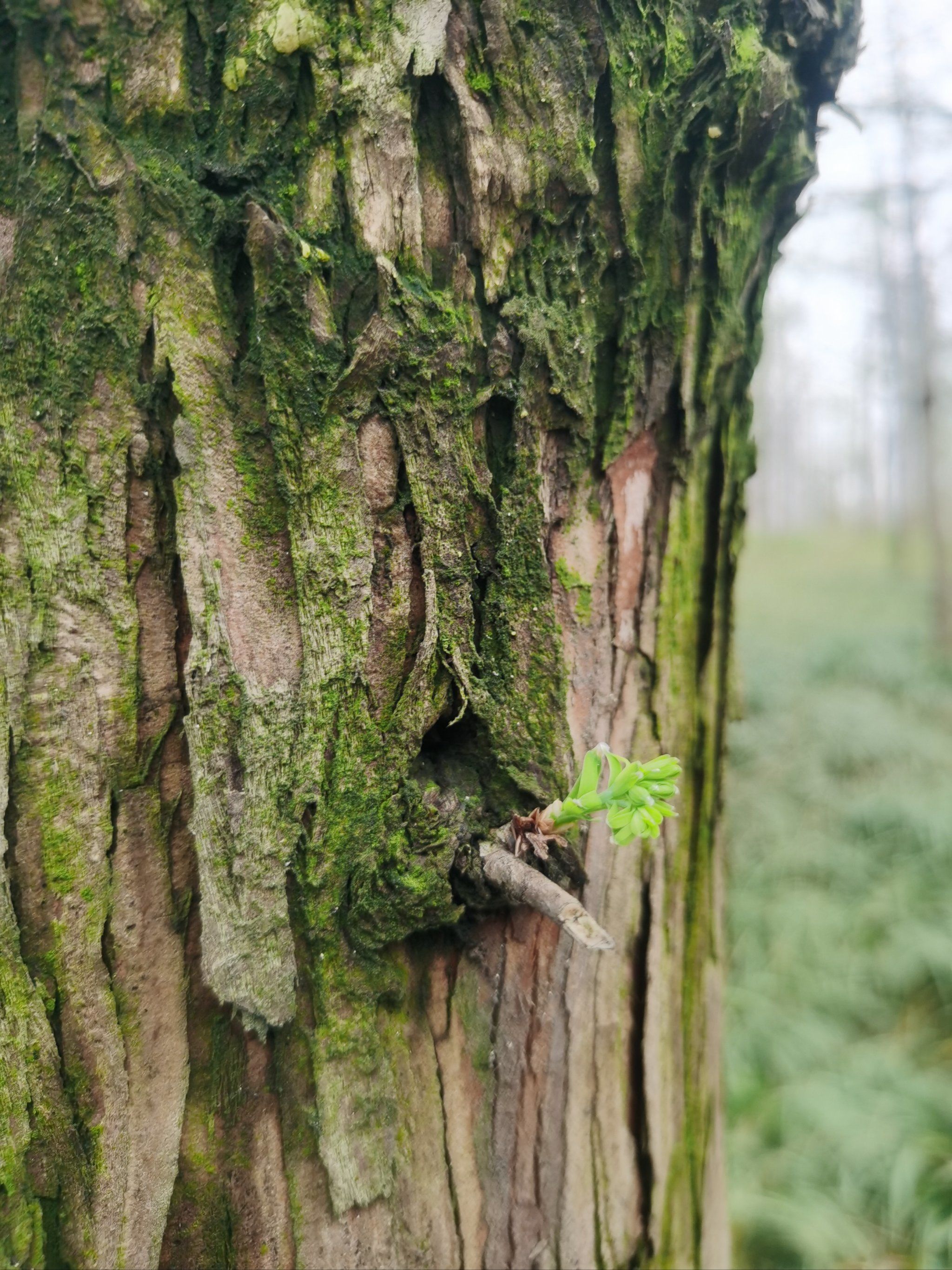 下的图画,感受到春雨的气息,随樱花飘落,滋养着大地,浸润了树木发了芽