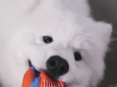 -星多哈·狗咖·拼豆·咖啡