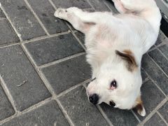 -星巴克(上海交通大学店)