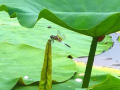 -白塘生态植物园