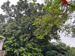 -荔湾湖公园