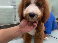 -暖阳宠物医院·犬猫康复中心·骨科