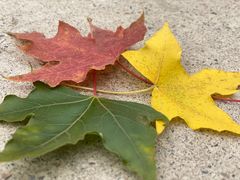 -北京西山国家森林公园