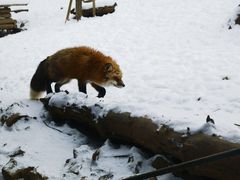 -宫城藏王狐狸村