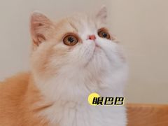 -滚猫咖啡·猫咖·猫友好撸猫(未来城店)