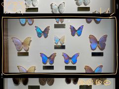 -上海昆虫博物馆