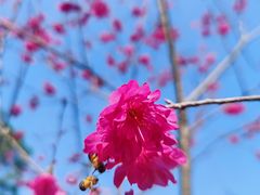 -天适樱花悠乐园