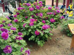 -洛阳古墓博物馆