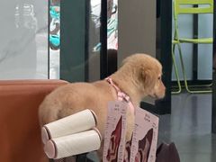 -半岛宠物医院24小时(科华中路店)