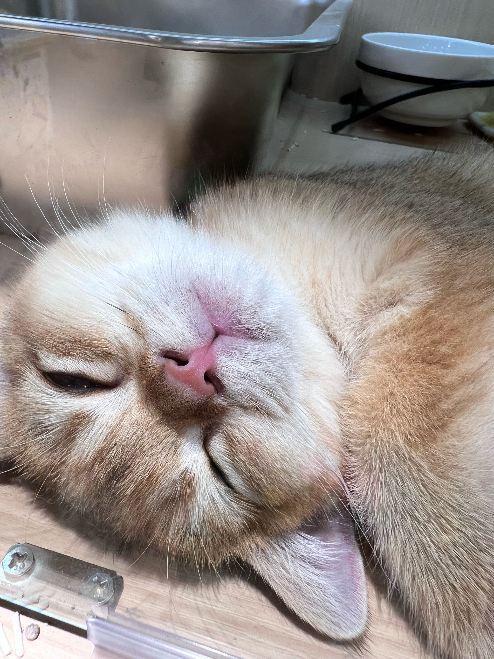 谁能受得了喵猫歪头杀