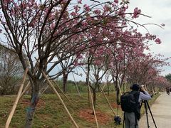 -天适樱花悠乐园