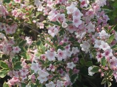 -映月湖中央公园