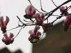 -东华门大街小区
