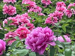 -曹州百花园