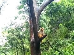 -黔灵山公园-南门售票处