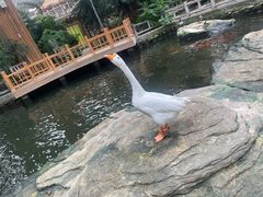 -南宫五洲植物乐园