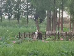 -洪湖湿地生态园