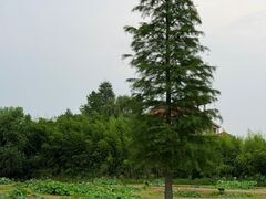 -池杉湖湿地公园