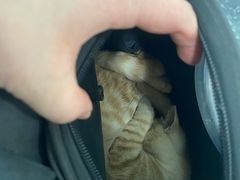 -暖阳宠物医院·犬猫康复中心·骨科