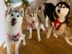 -Husky Go! 哈士奇体验馆·宠物咖啡厅狗咖