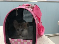 -纳吉亚猫专科动物诊疗中心(蒋宅口分院)