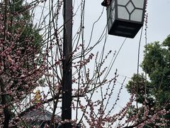 -枫桥景区
