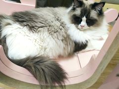 -鼓捣猫呢主题猫咖店