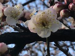 -无锡梅园公园