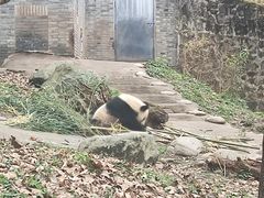 -都江堰中华大熊猫苑