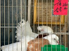 -溪岸路花鸟市场