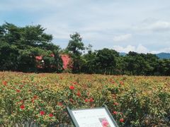 -亚龙湾国际玫瑰谷