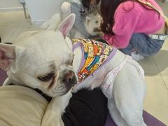 -怪兽屋·羊驼·猫咖·狗咖(俊华广场店)