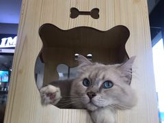 -瞄一喵猫咖(格力海岸店)