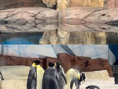 -海合安武汉极地海洋公园