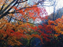 -关门山森林公园