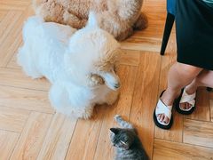 -遇见羊驼·奶狗咖·布偶猫咖·法斗柯基柴犬阿拉斯加(春熙路太古里IFS店)