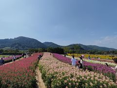 -径山花海