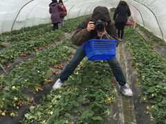 -喜杨洋草莓采摘园