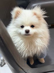 -北京柏丽美容美发