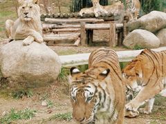 -泉州海丝野生动物世界