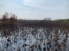 -溱湖国家湿地公园