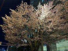 -札幌电视塔